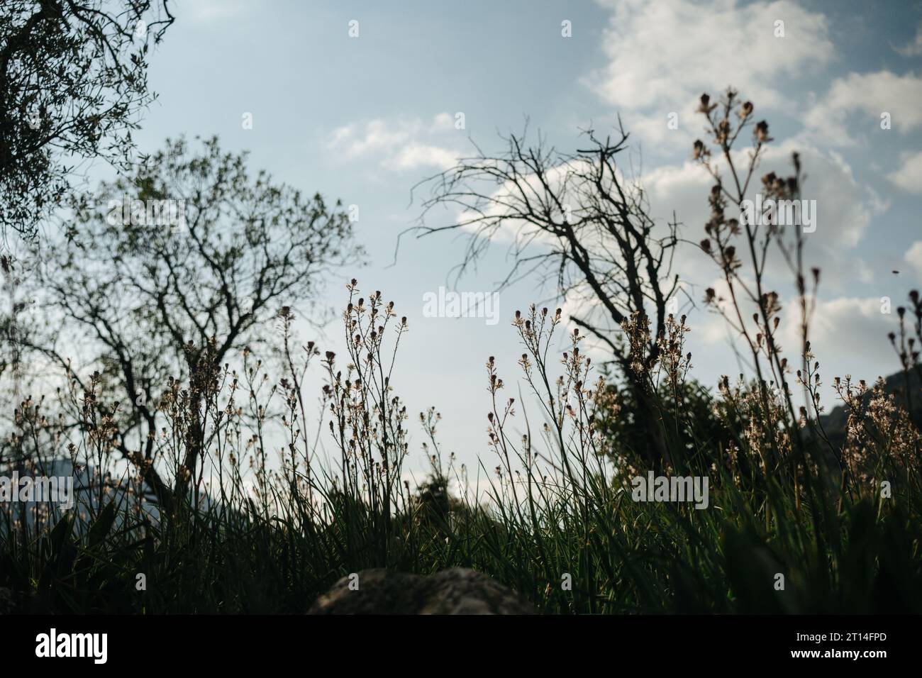 Tall dry trees against sky hi-res stock photography and images - Alamy