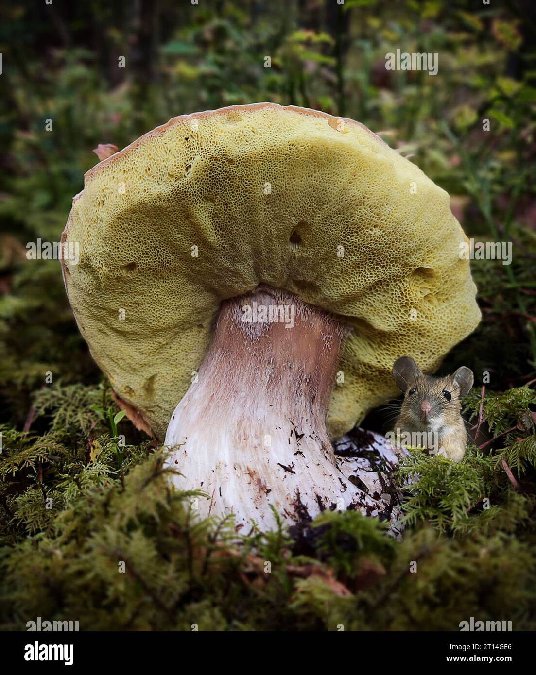 Mouse and mushroom Stock Photo