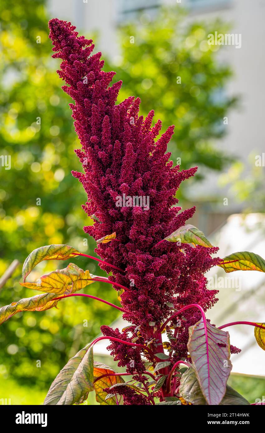 Close up of red Amaranth plant Stock Photo