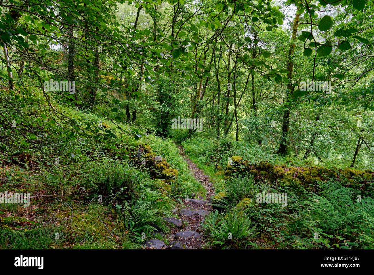 Wet, slippery woodland footpath passes through the moss covered remains ...