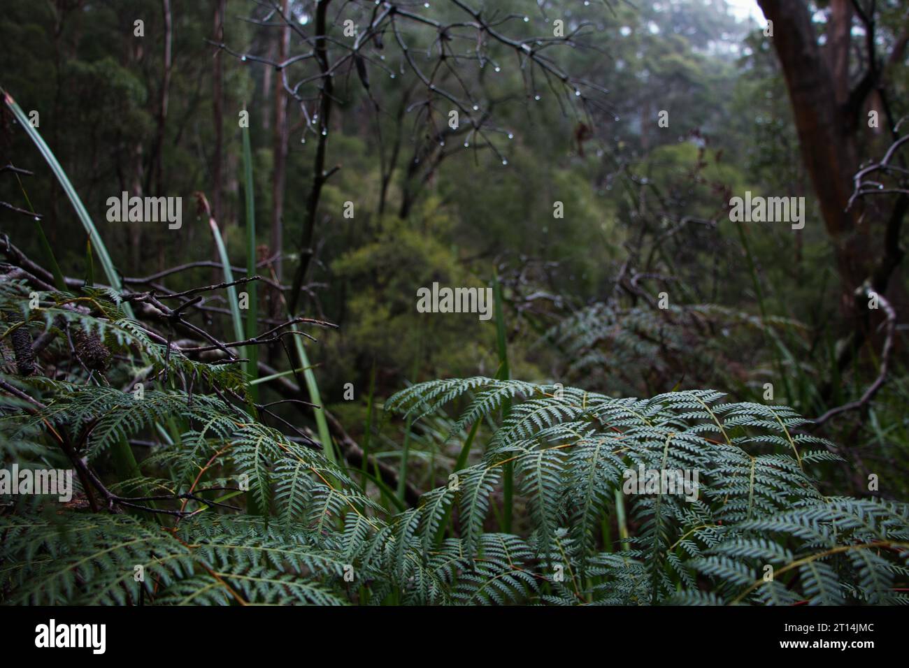 Austral Bracken Beedelup National Park Western Australia Stock Photo
