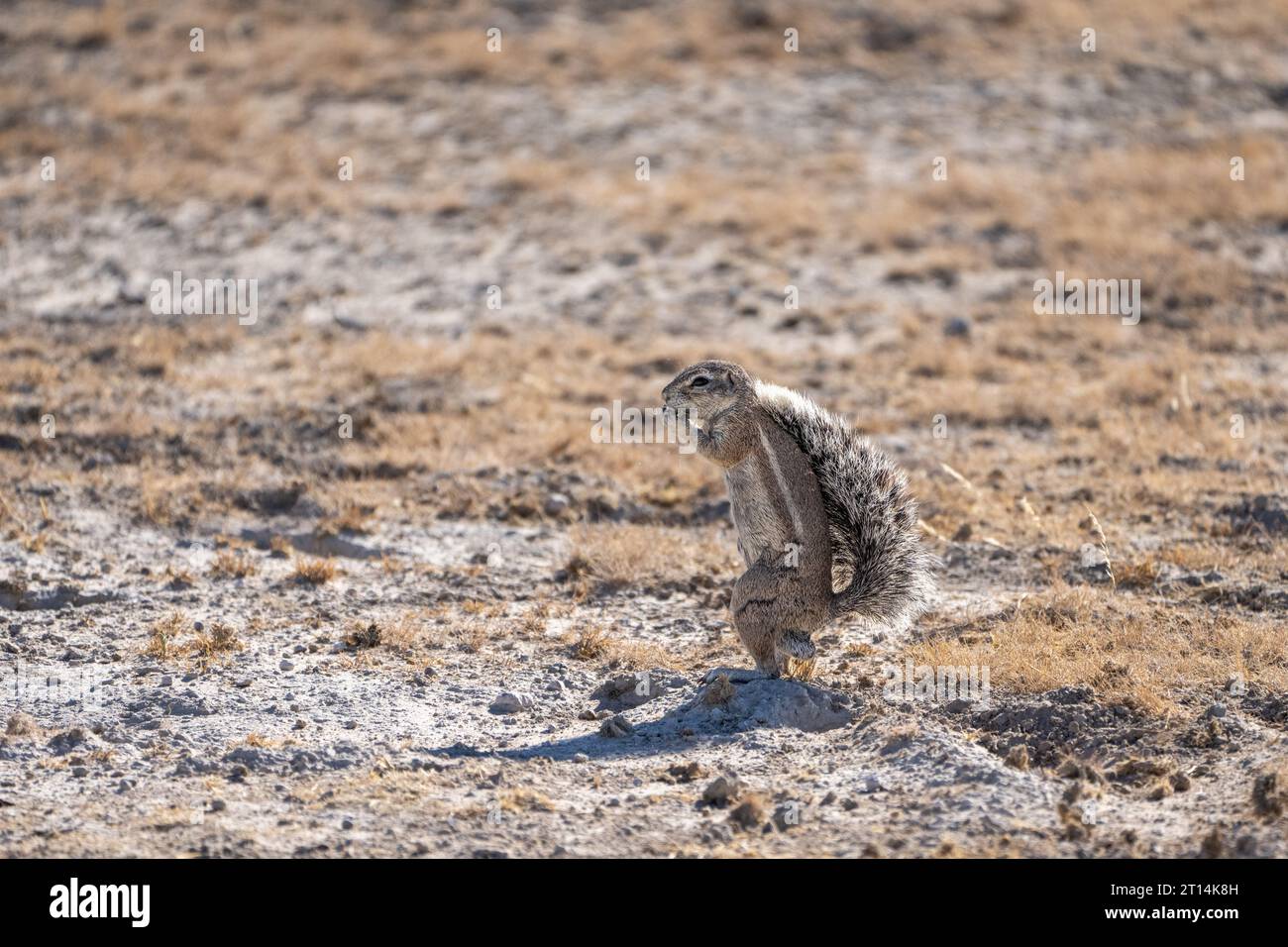 Cape ground squirrel (Xerus inauris) standing on its hind legs. This rodent lives in open arid areas of southern Africa. It is a social animal living Stock Photo