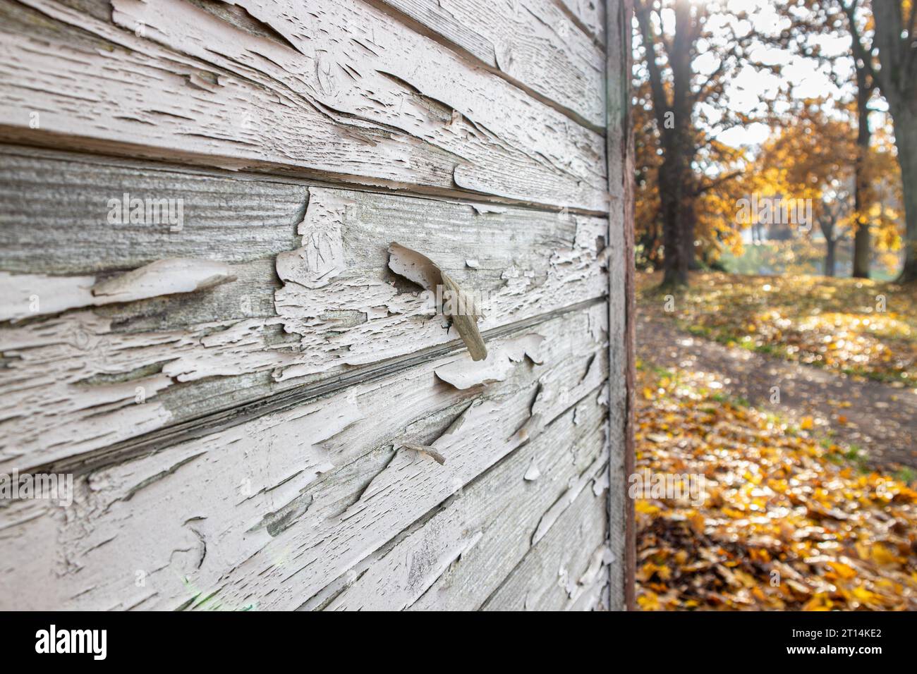 Close up view of wood house building timber wall with white paint peeling off outdoors in autumn. Wood house exterior maintenance concept. Stock Photo