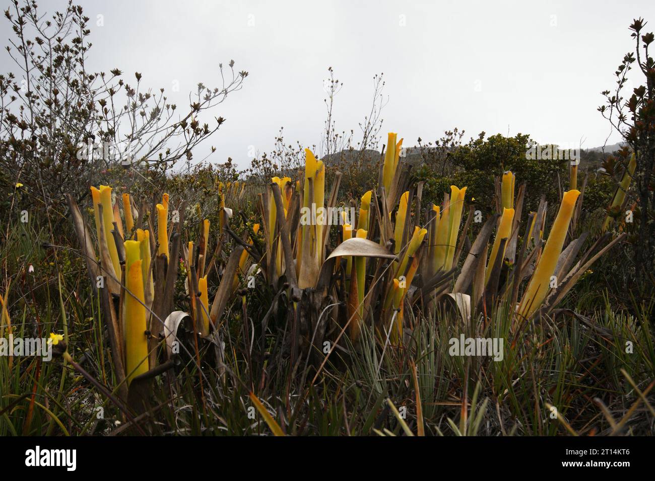 Yellow pitchers of the carnivorous bromeliad Brocchinia reducta in natural habitat on Auyan Tepui, Venezuela Stock Photo