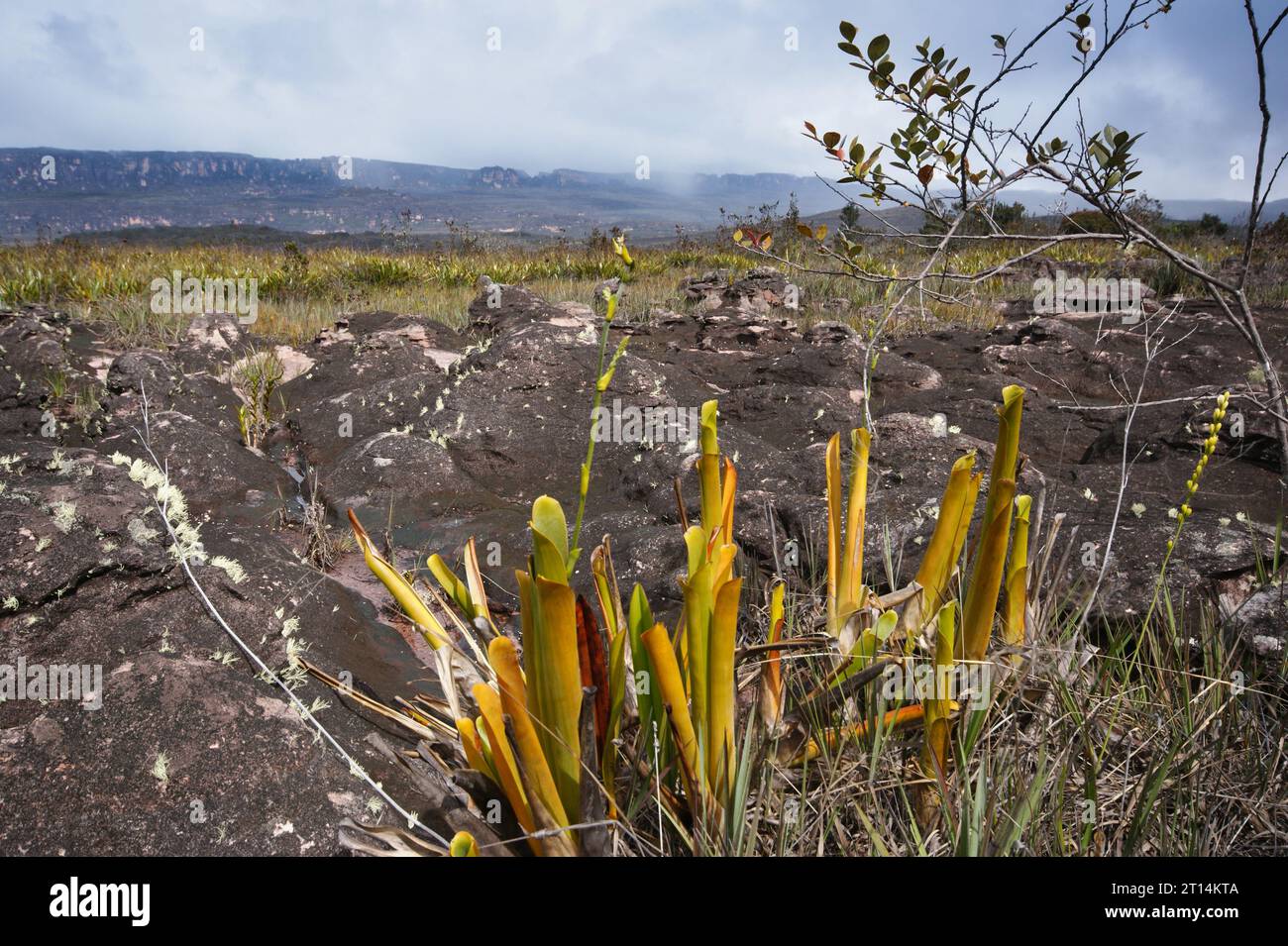 Yellow pitchers of Brocchinia reducta, a carnivorous bromeliad, in natural habitat on Auyan Tepui, Venezuela Stock Photo
