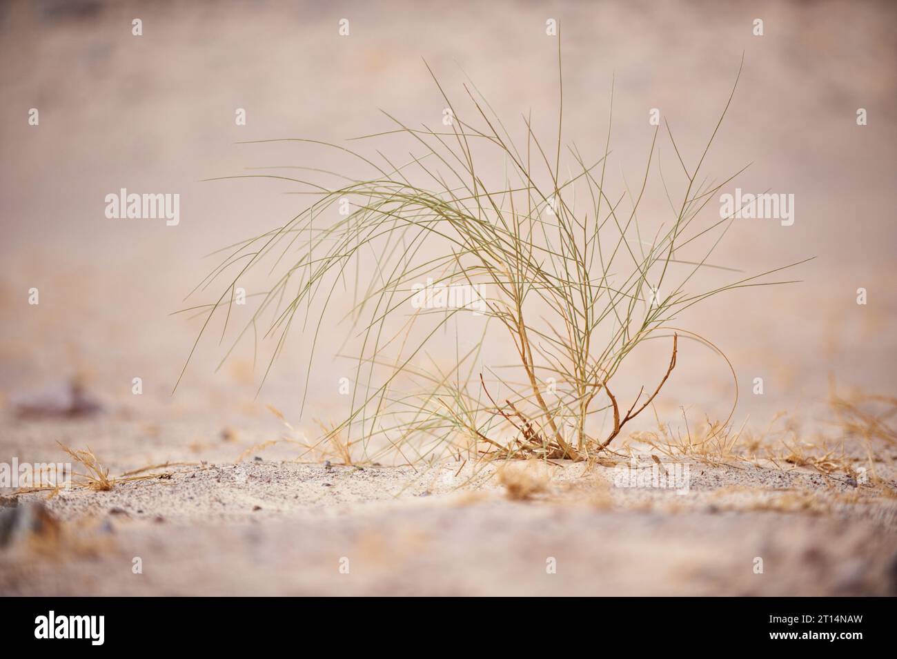 Desert plant closeup hi-res stock photography and images - Alamy