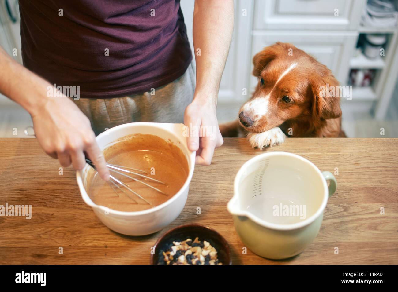 Man and dog together at home in kitchen. Nova Scotia Duck Tolling Retriever watching while his pet owner mixing dough to prepare sweet pie. Stock Photo