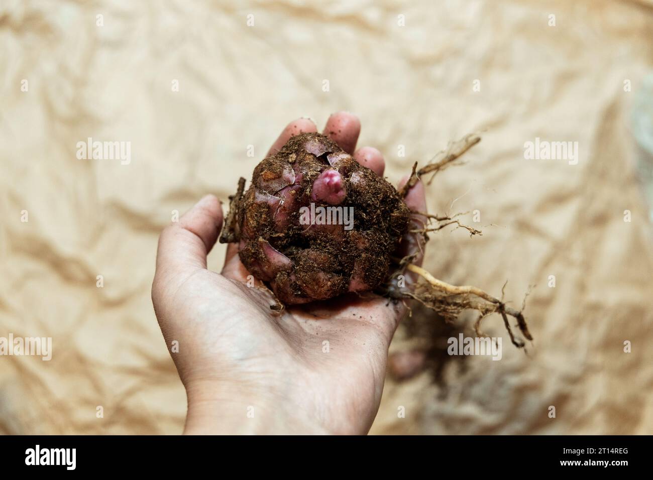 Close-up of a flower bulb with a sprouting purple lily in hands for planting Stock Photo