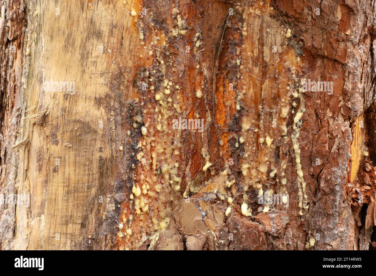 Sticky light resin on the trunk of a wounded tree, spring view Stock Photo