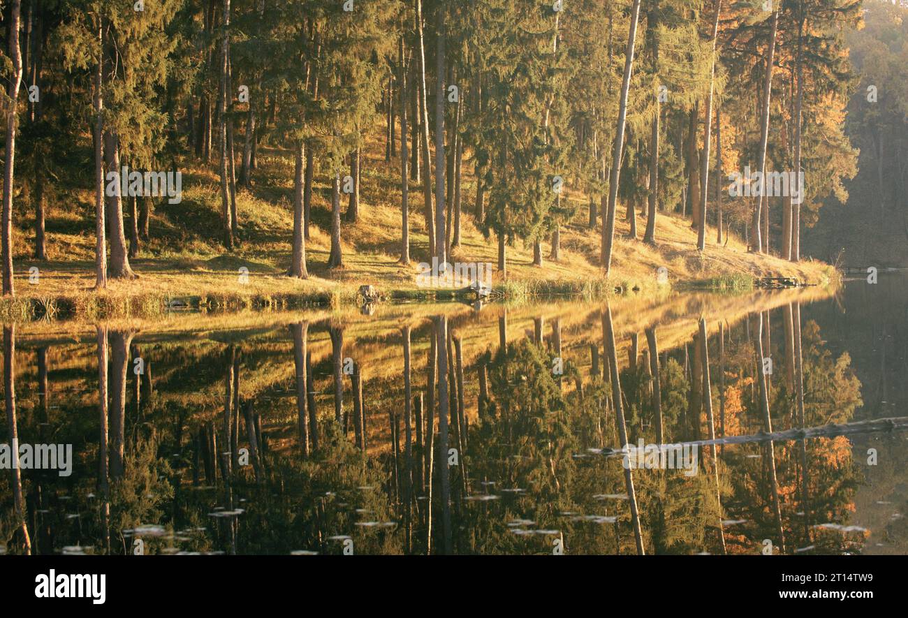 Coniferous Pine Forest and lake mirror reflection wild woods autumn ...