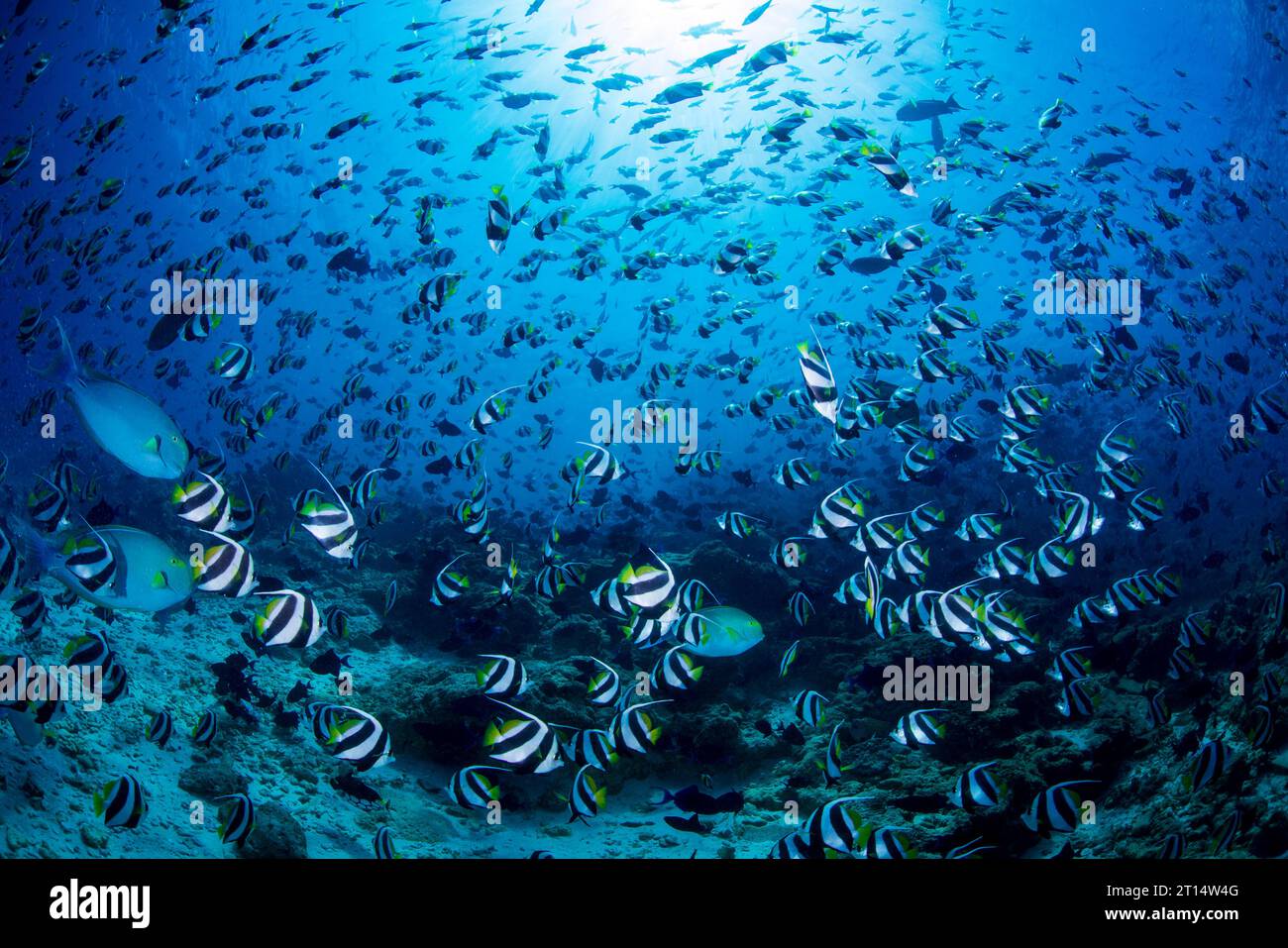 Fish Factory Stock Photo