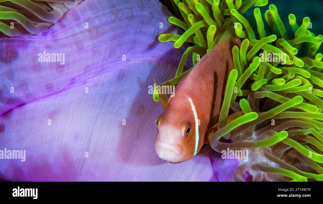 Pink Anemonefish Stock Photo