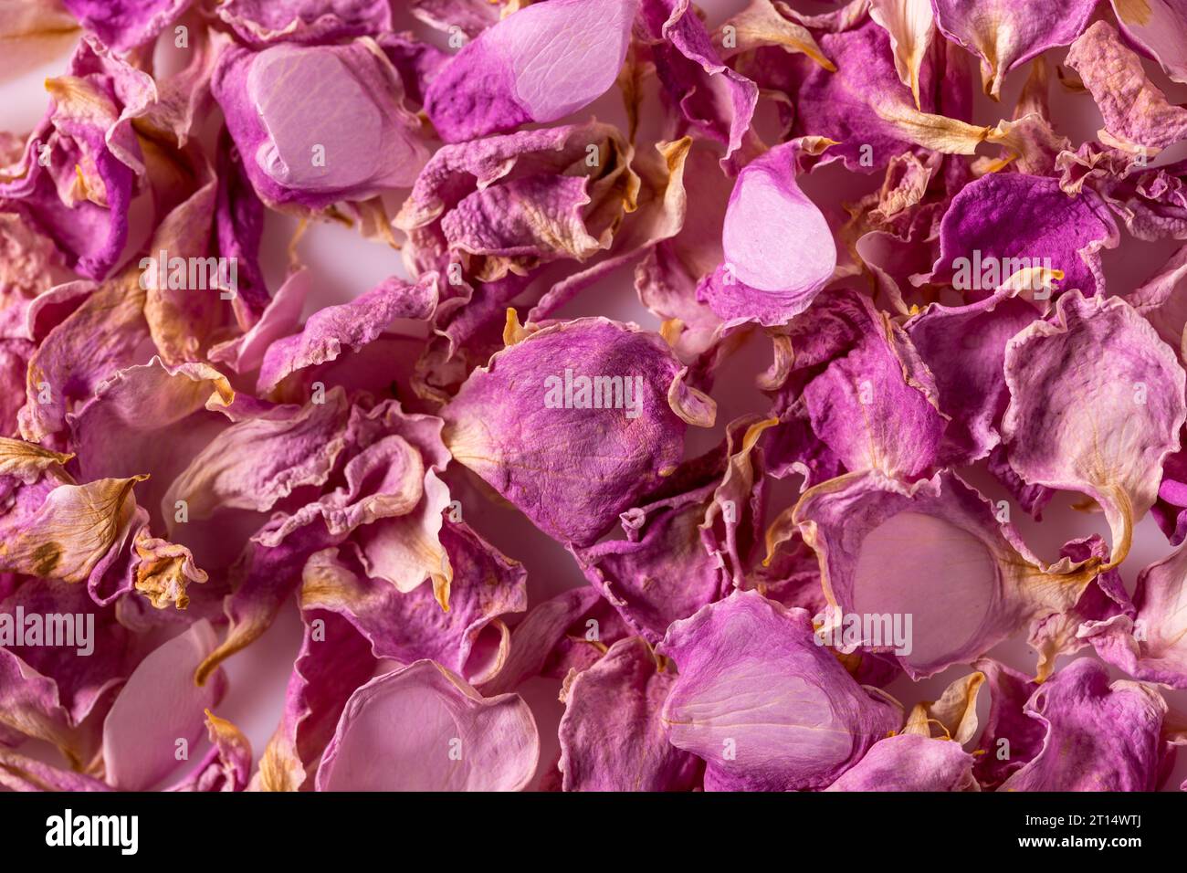 Dried rose petals as background. Purple rose flowers, close-up Stock ...