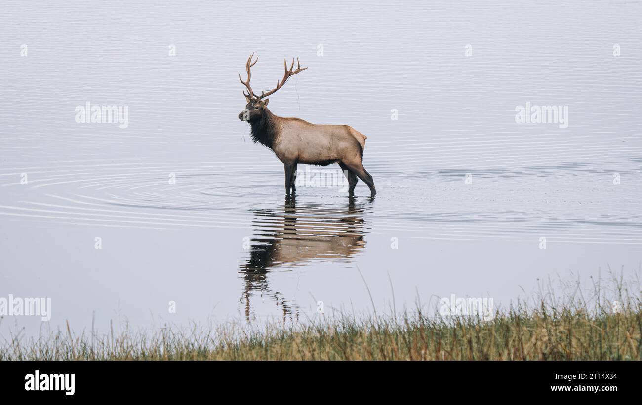 Elk in Northern California Stock Photo