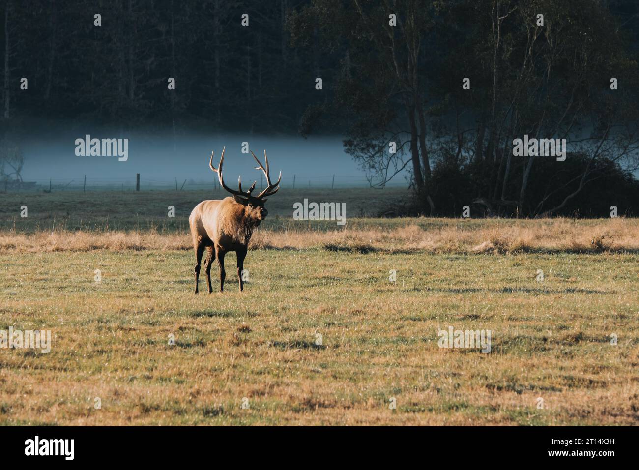 Elk in Northern California Stock Photo