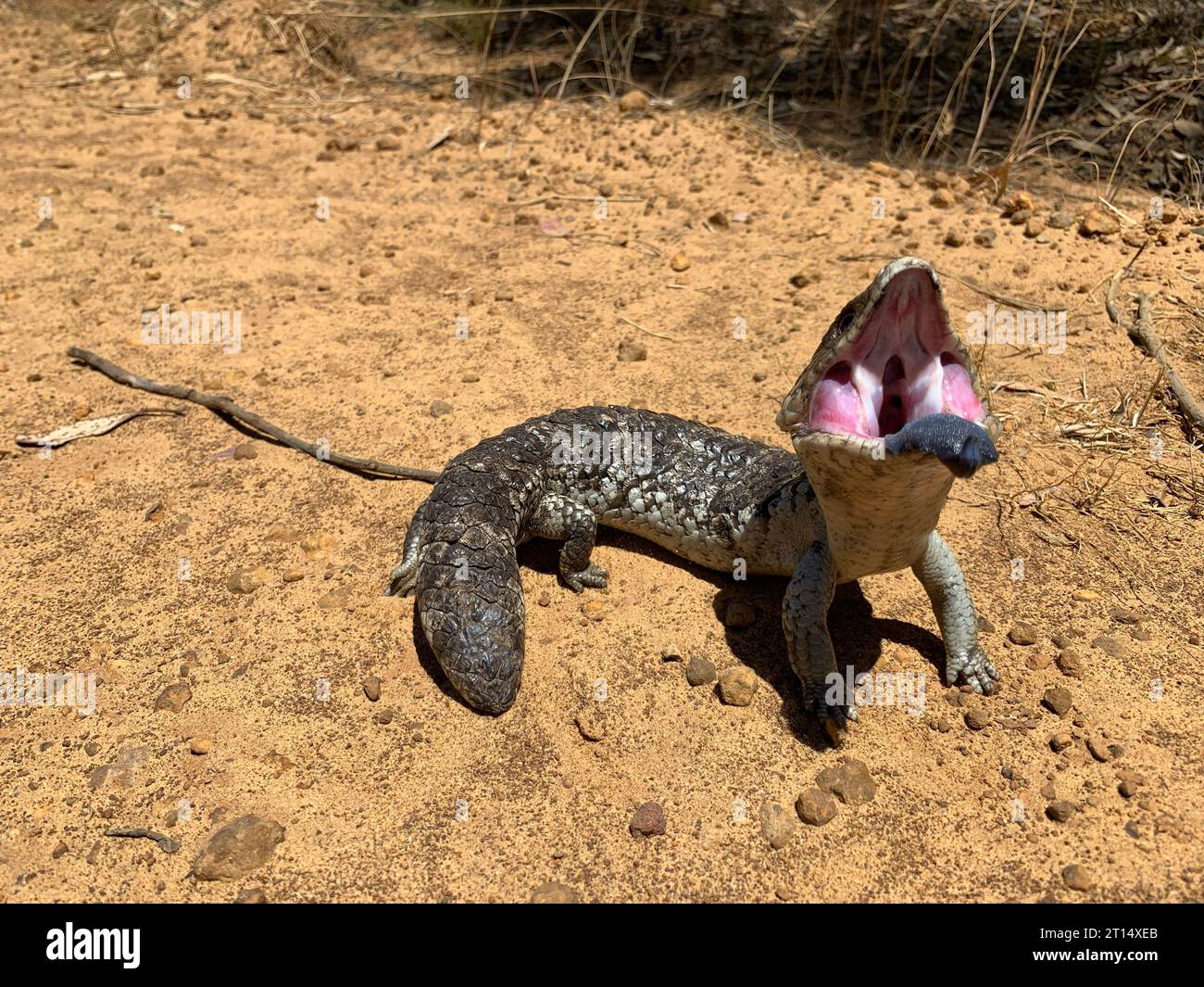 A close-up of a Western Blue-Tongued Lizard (Tiliqua occipitalis) perched on sand Stock Photo