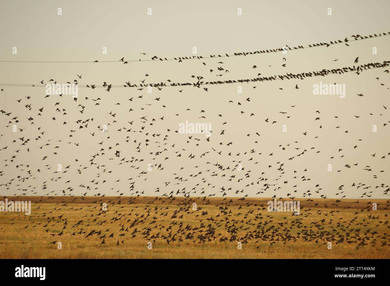 flock of birds sitting on a wire at sunset Stock Photo - Alamy