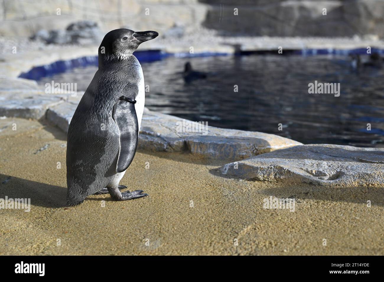 Five sisters zoo park hi-res stock photography and images - Alamy