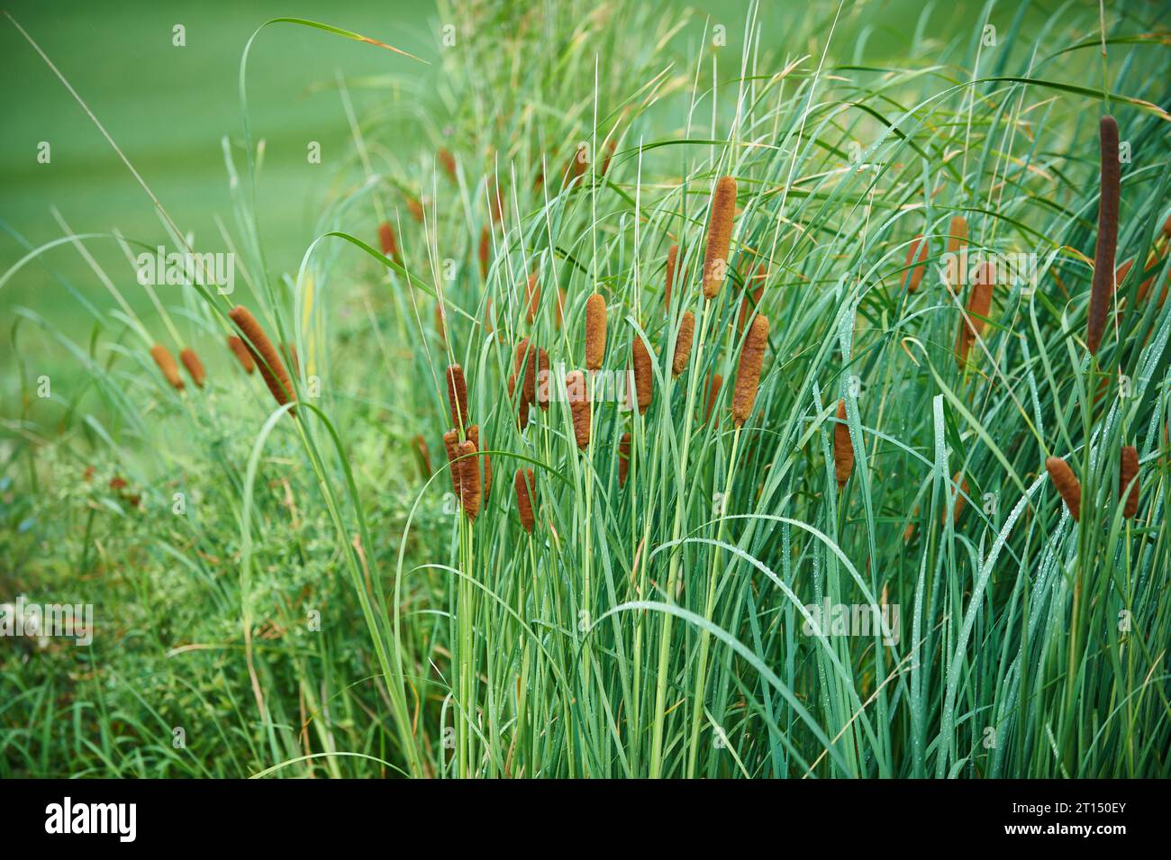 green reeds on the golf course close up Stock Photo - Alamy