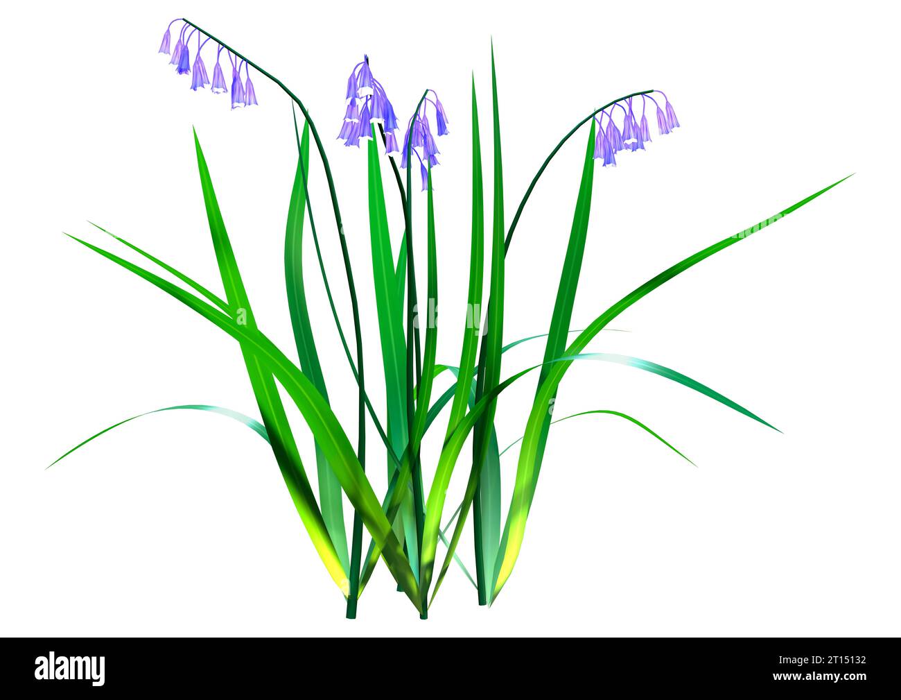 3D rendering of bluebells or Hyacinthoides non scripta flowers isolated ...