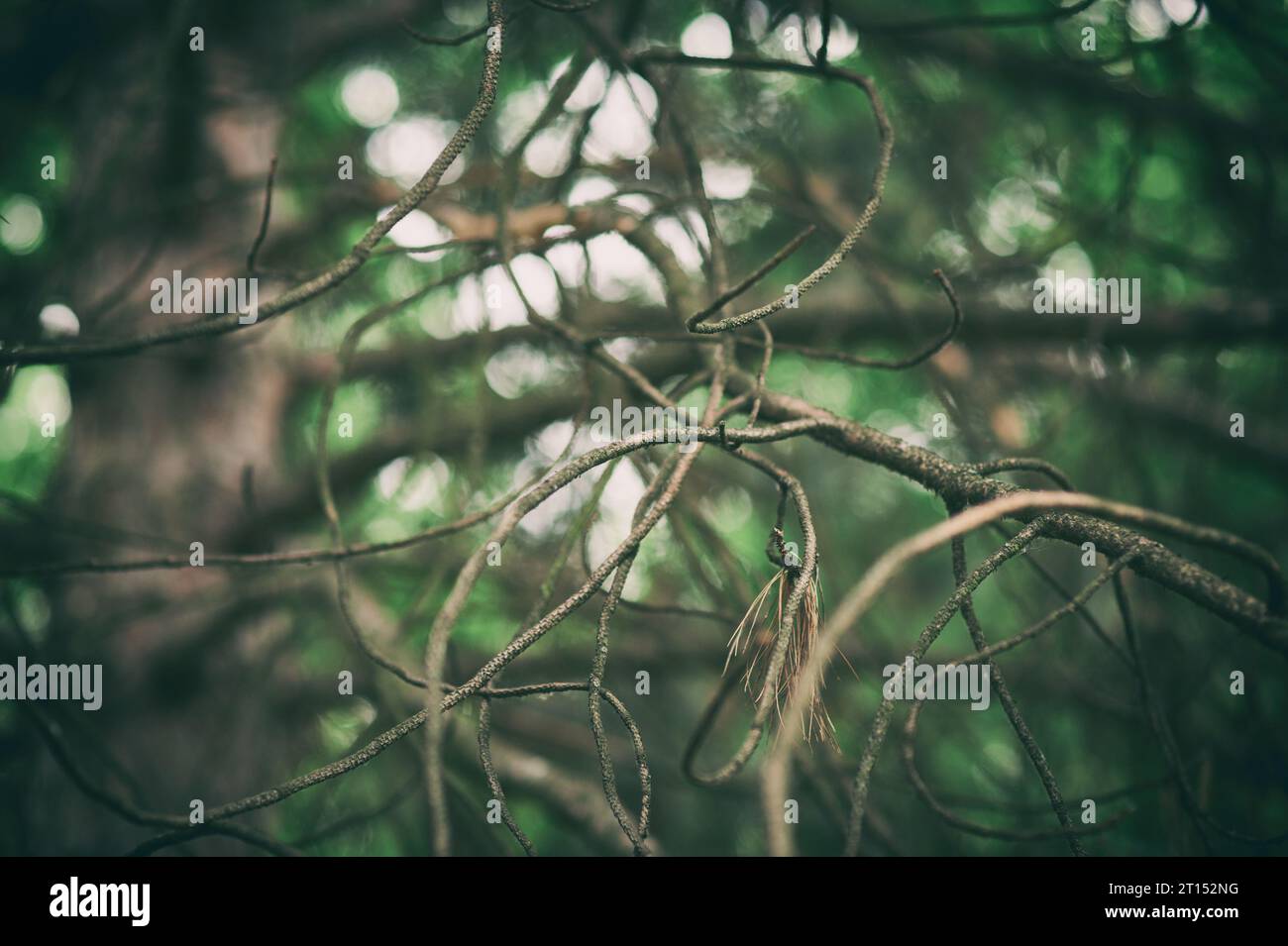creepy mystic magic deep forest close up Stock Photo