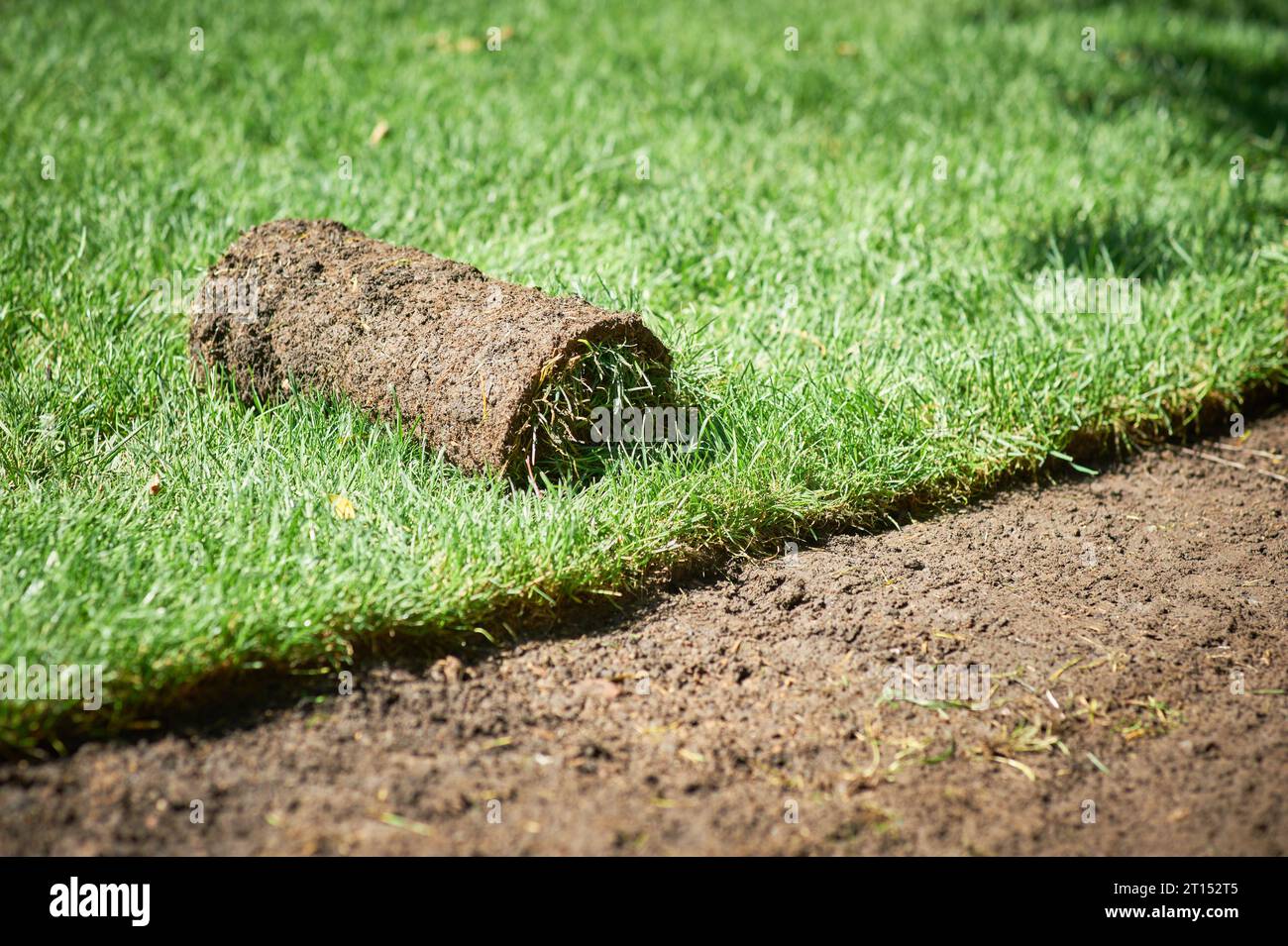making new green lawn using roll grass Stock Photo
