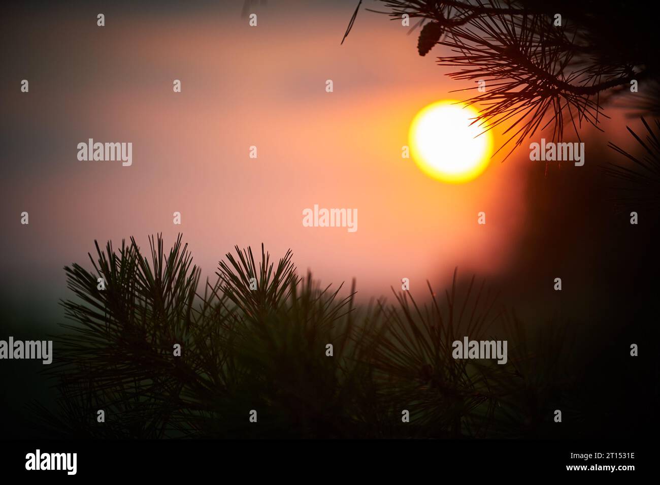Selective focus pine branch hi-res stock photography and images - Alamy