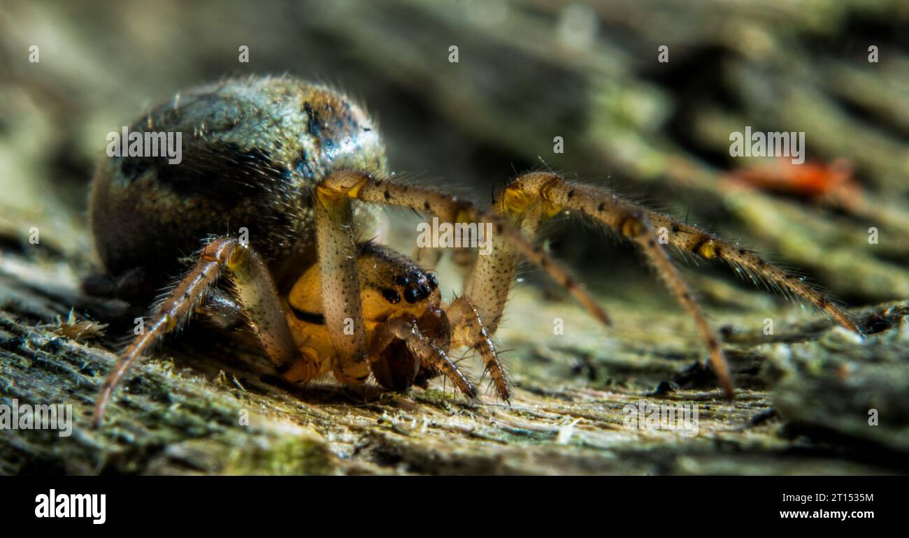 False Widow Spider Stock Photo