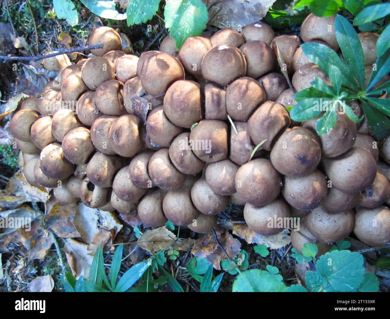 A group of puffball mushrooms among autumn foliage and moss. Environment protection. Stock Photo