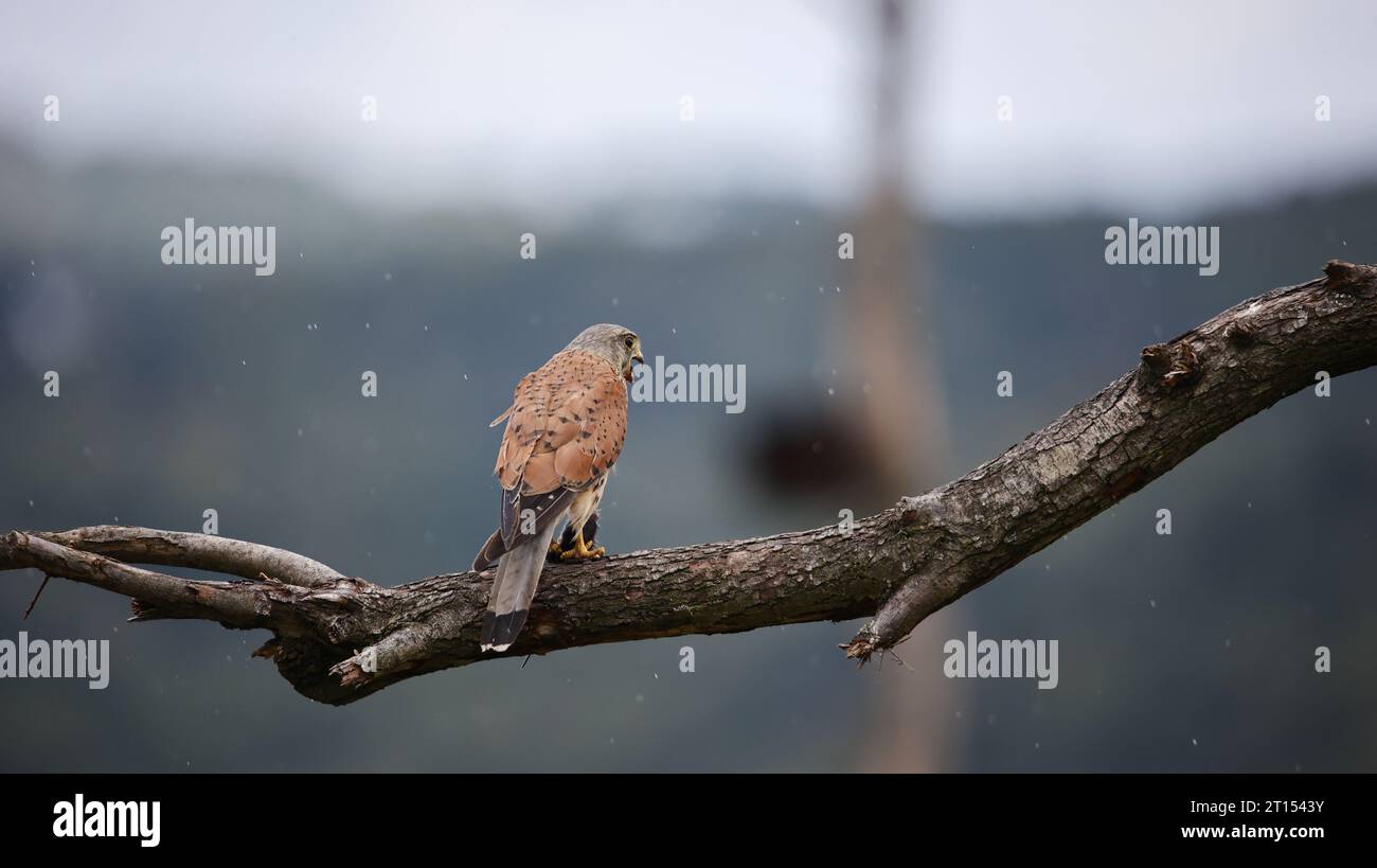 Male kestrel perched with its kill Stock Photo