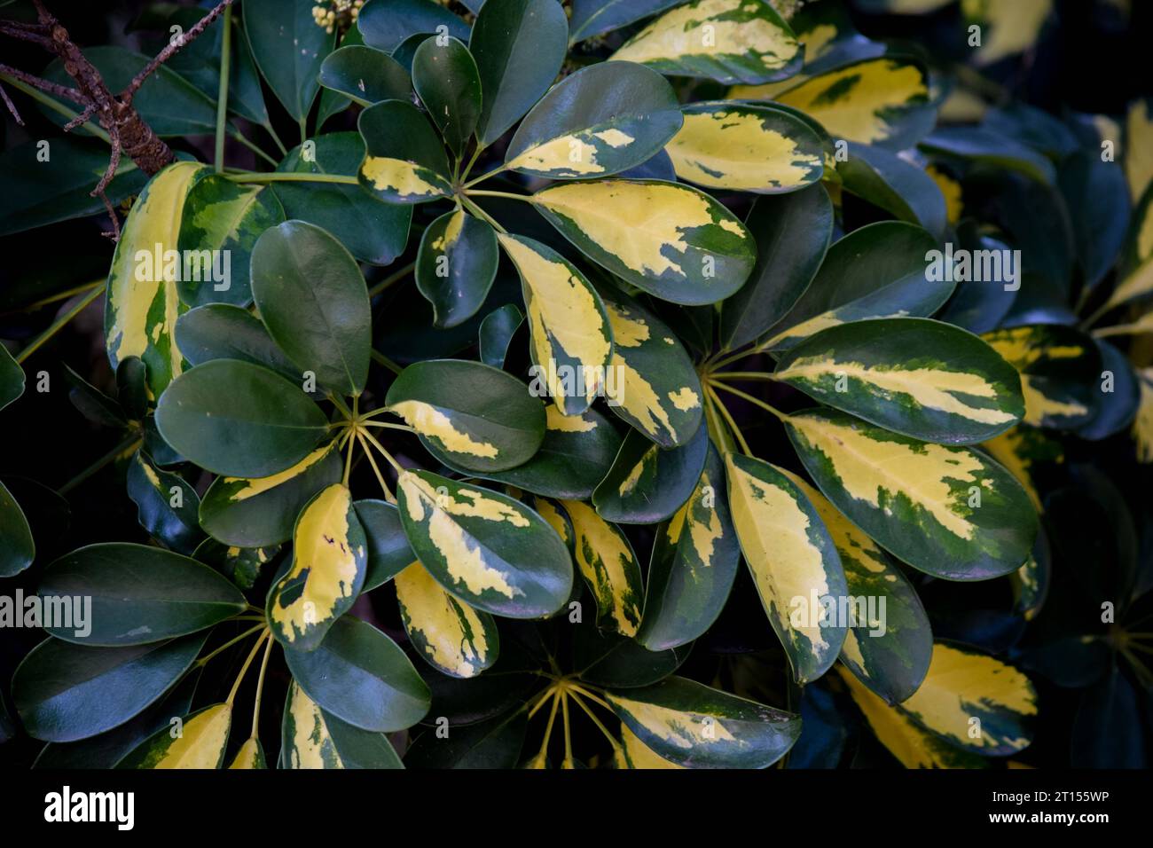 Closeup of the leaves of the Schefflera arboricola plant Stock Photo