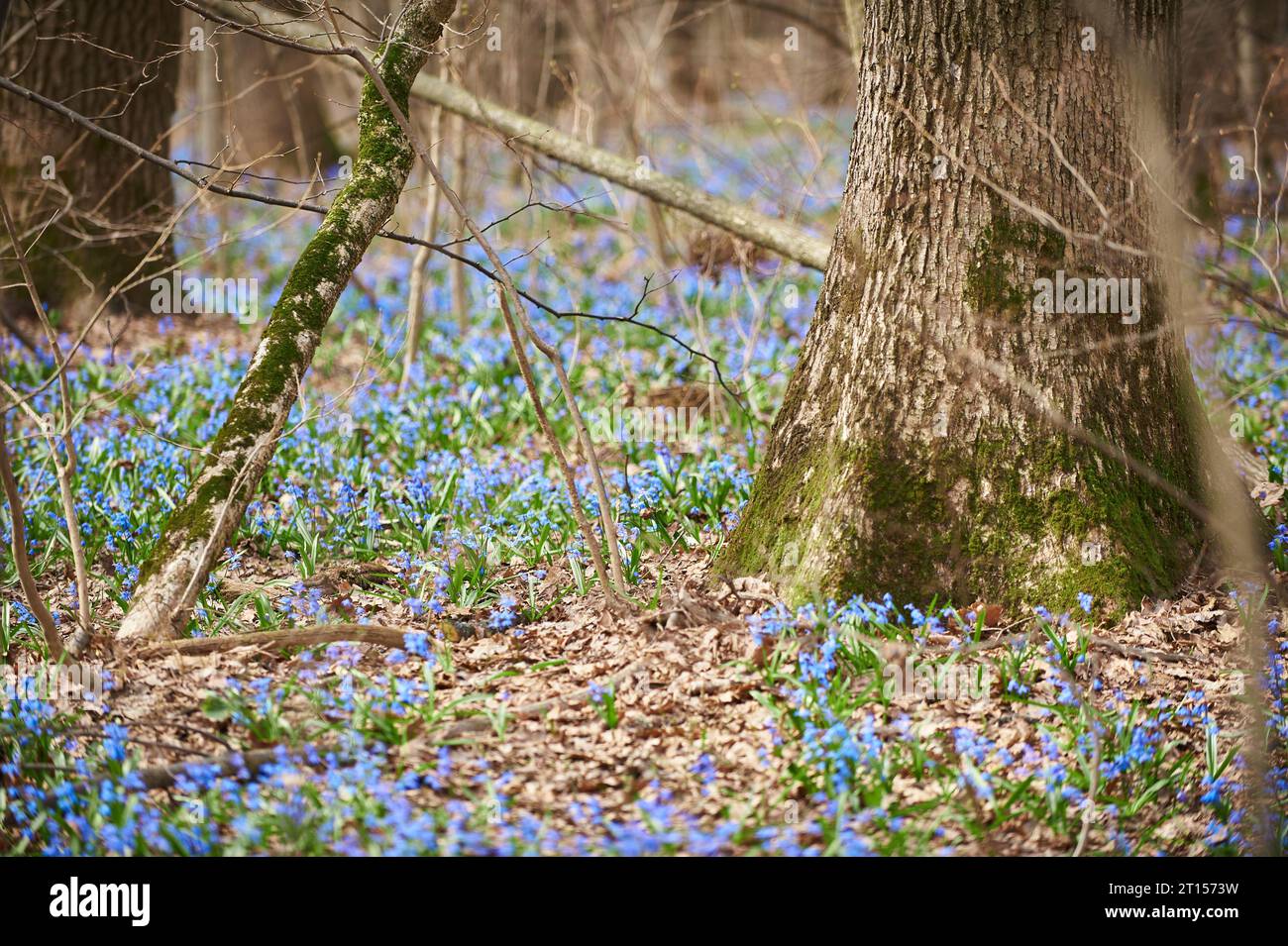 first blue flowers Scilla grows in early spring in the forest Stock ...
