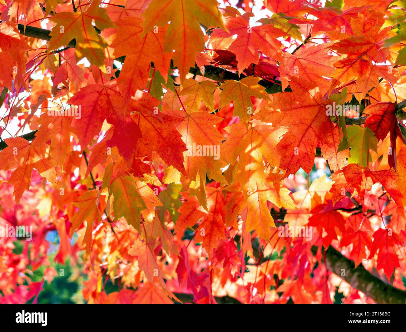 Canada day red maple hi-res stock photography and images - Alamy