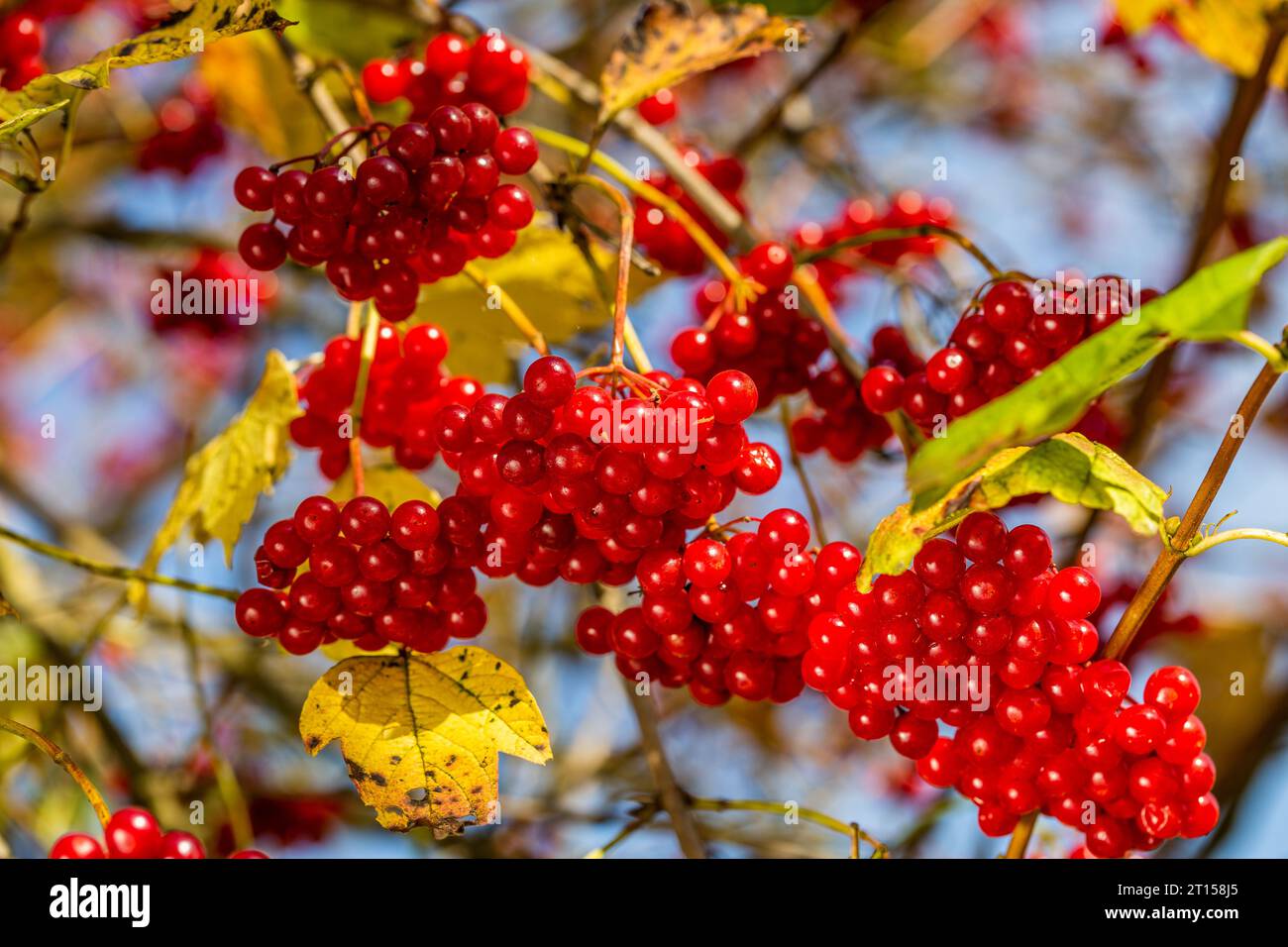 Viburnum branches with red berries on a gray autumn blurred background ...