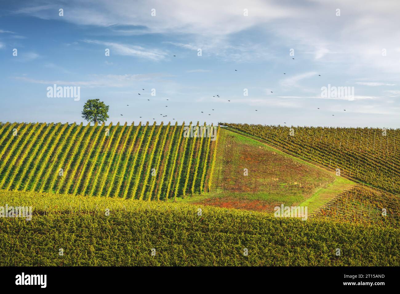 Vineyards, a tree, and a group of birds in flight. Castellina in Chianti, Tuscany region, Italy, Europe. Stock Photo