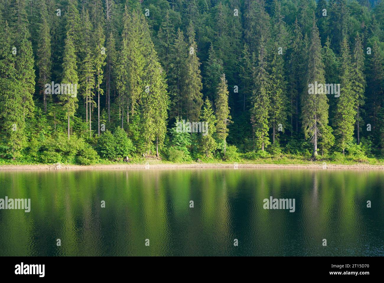 Coniferous Fir Forest and lake mirror reflection wild woods landscape ...