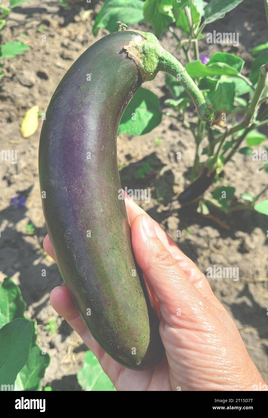 Green toxic eggplant. Poisonous Toxic Foods Stock Photo Alamy