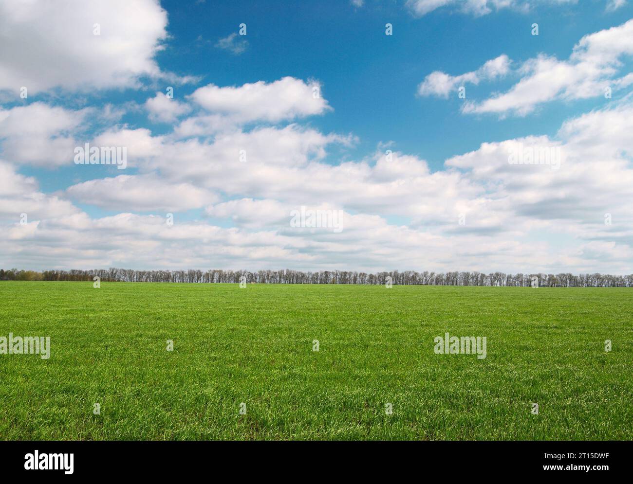 Trees on urban horizon hi-res stock photography and images - Alamy