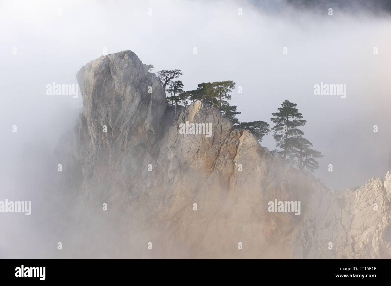 View of misty fog mountains - rock with pine tree Stock Photo