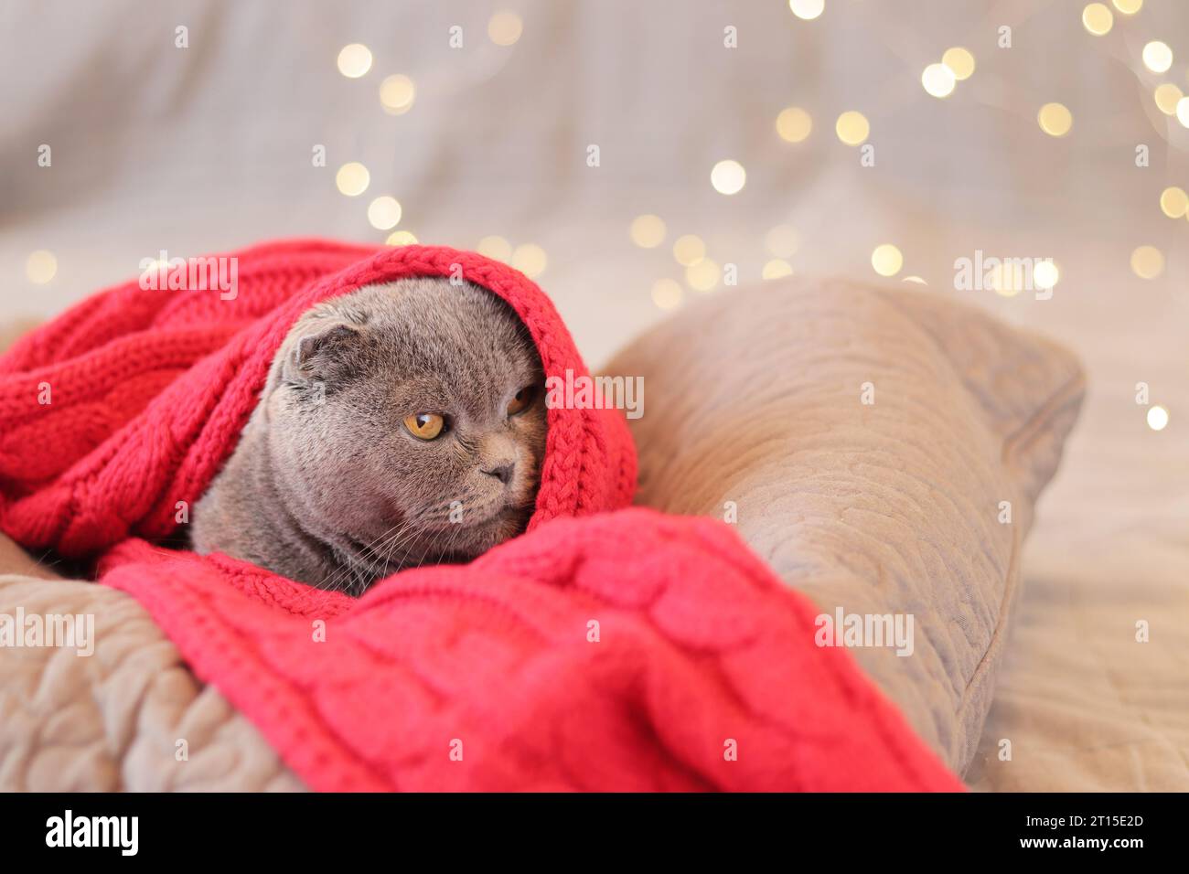 British cat in bed against the background of garland lights. A beautiful gray shorthair cat in a red scarf lies on a pillow. Pet and New Year or Chris Stock Photo