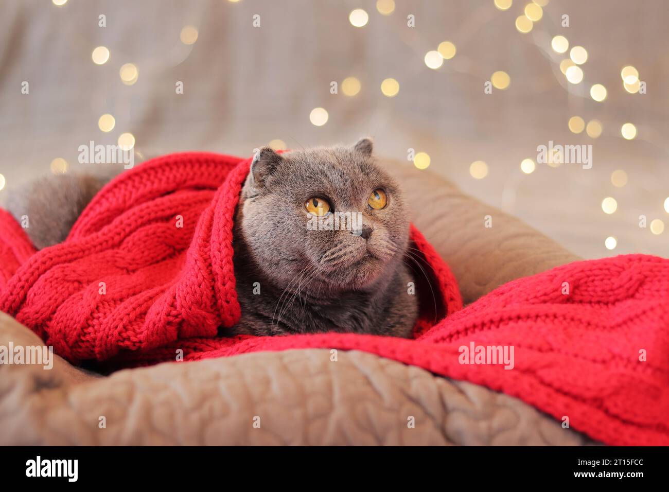 British cat in bed against the background of garland lights. A beautiful gray shorthair cat in a red scarf lies on a pillow. Pet and New Year or Chris Stock Photo