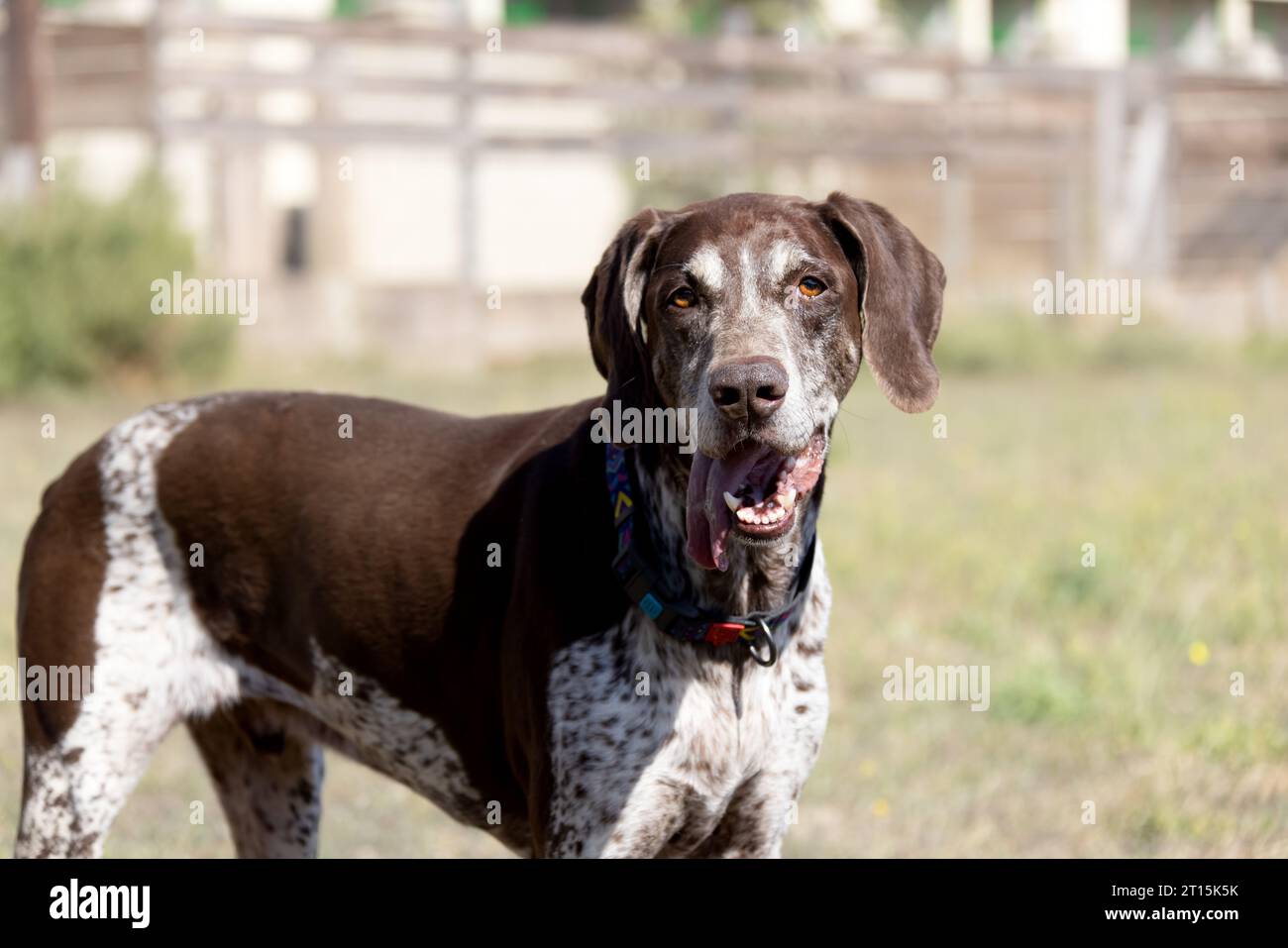 Beautiful portrait of a purebred hunting dog German Shorthaired Pointer