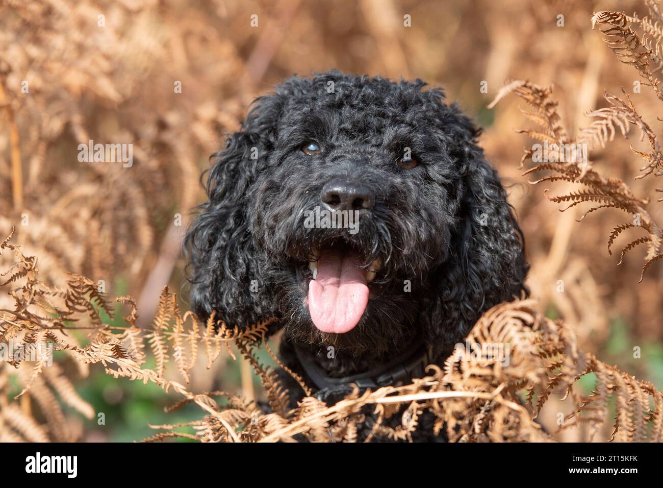 Dog poodle hi-res stock photography and images - Alamy