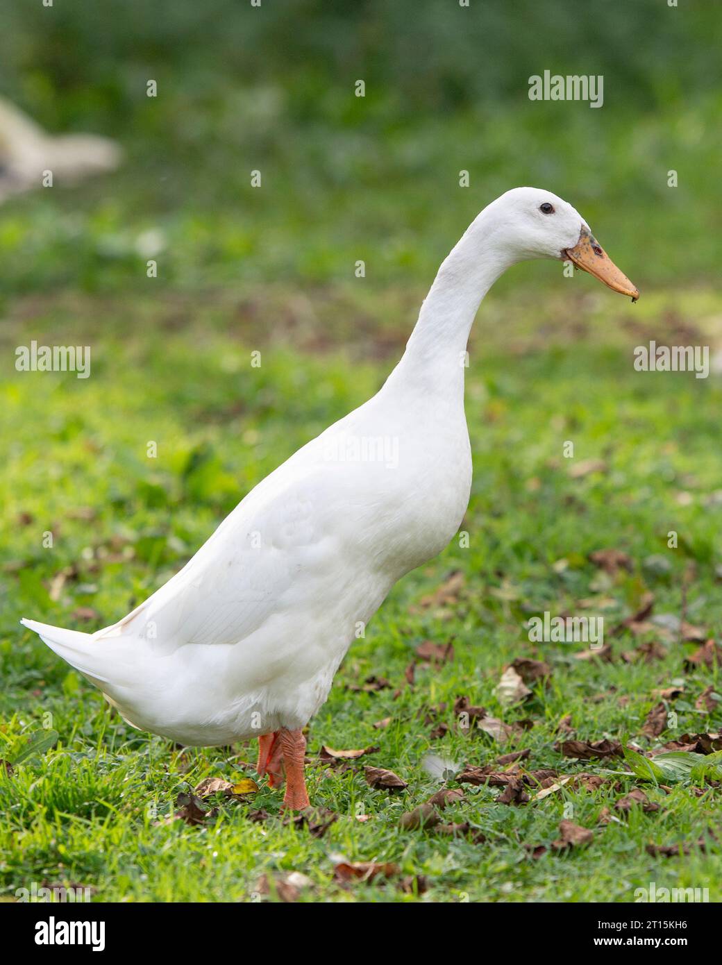 white Indian Runner duck Stock Photo
