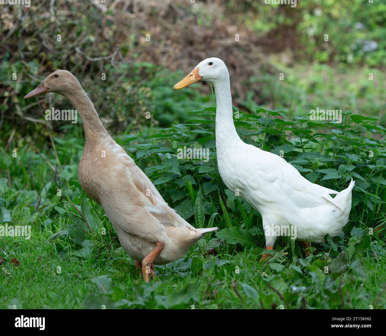 two Indian Runner ducks Stock Photo
