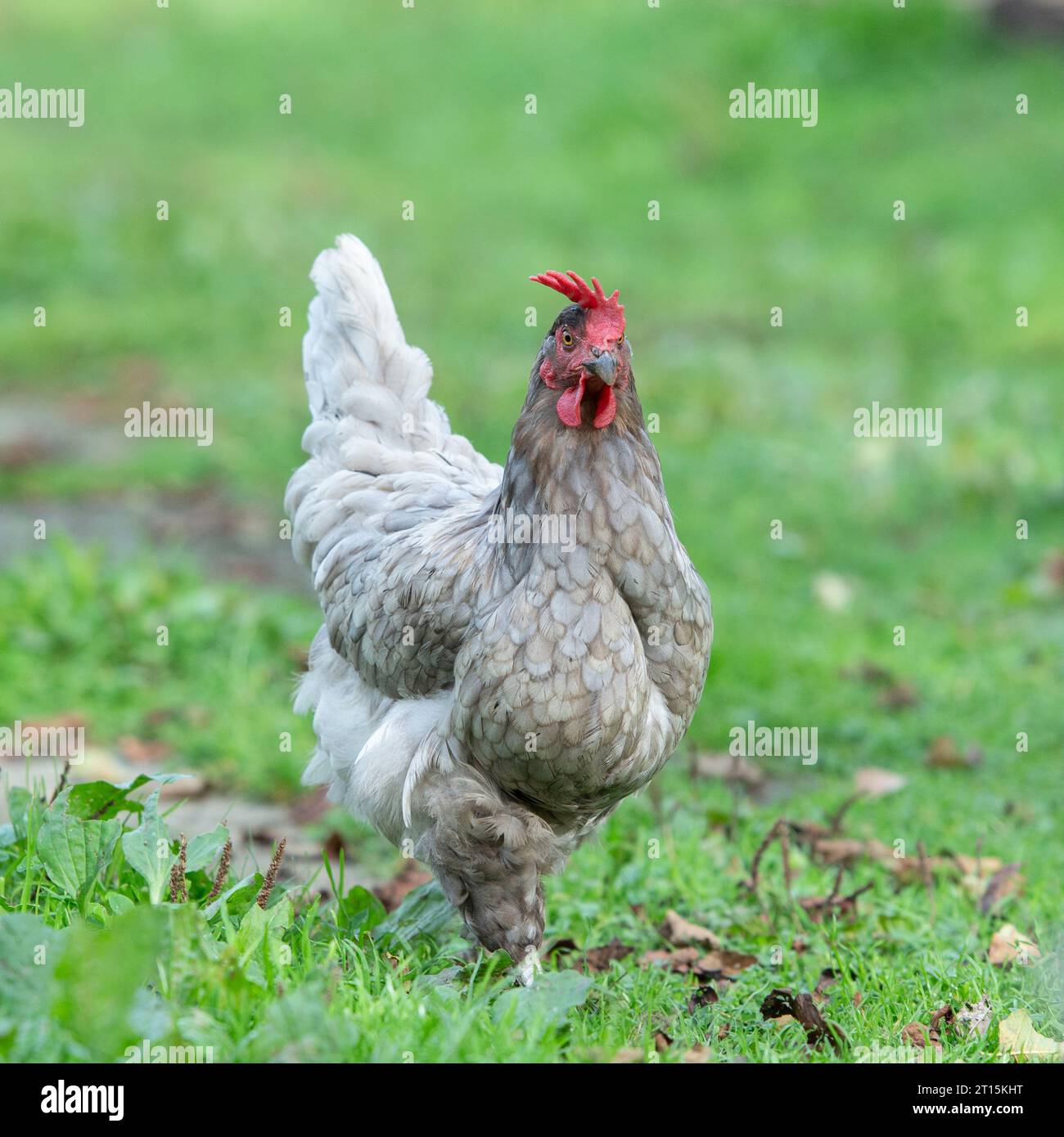 free range chicken walking towards camera Stock Photo