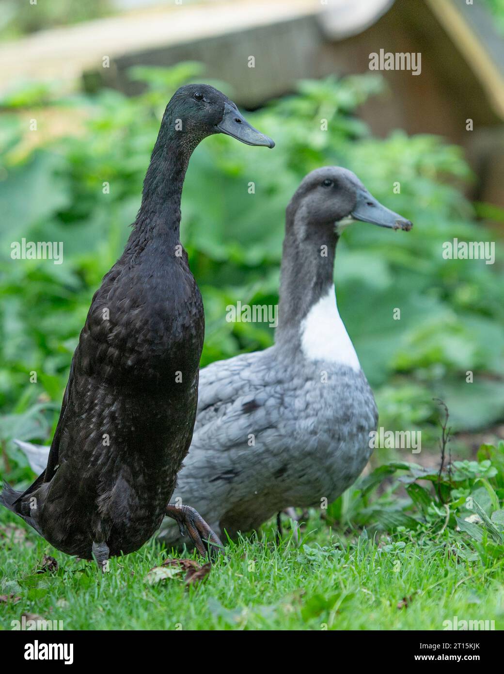 Indian Runner duck and a Blue Swedish duck Stock Photo
