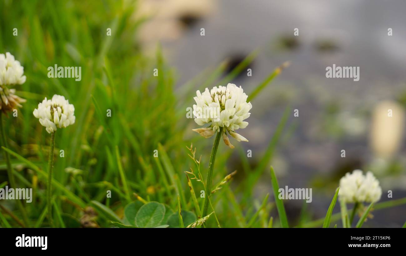 Flowers of Trifolium repens also known as White Dutch clover, Ladino clover, White trefoil, Ladino, Creeping White Clover, Honeysuckle, Bela detelina Stock Photo