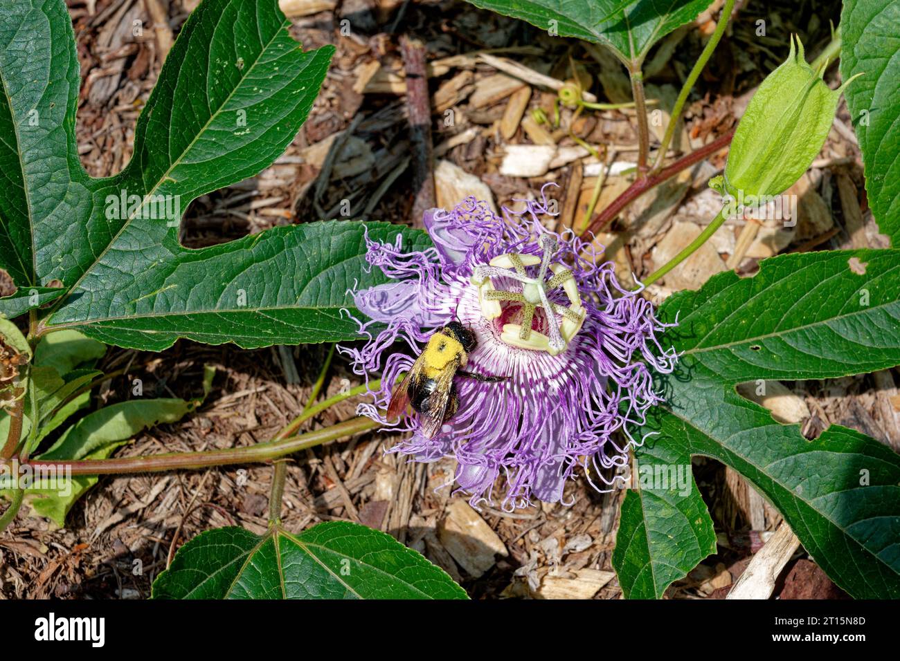 A bee collecting pollen from a purple passion flower in bloom growing on a vine with foliage on the ground a top view looking down closeup on a sunny Stock Photo
