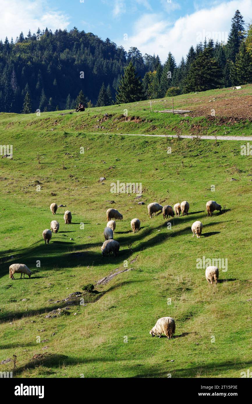 flock of sheep grazing on the steep grassy hill. beautiful nature scenery on a sunny day in autumn. bihor county, romania Stock Photo